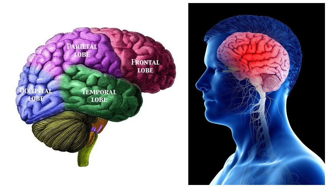 The Power Within: Benefits of Enhancing the Brain–Body Relationship