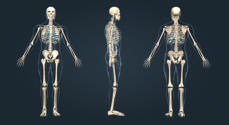 The Skeletal System: The Living Framework of the Human Body